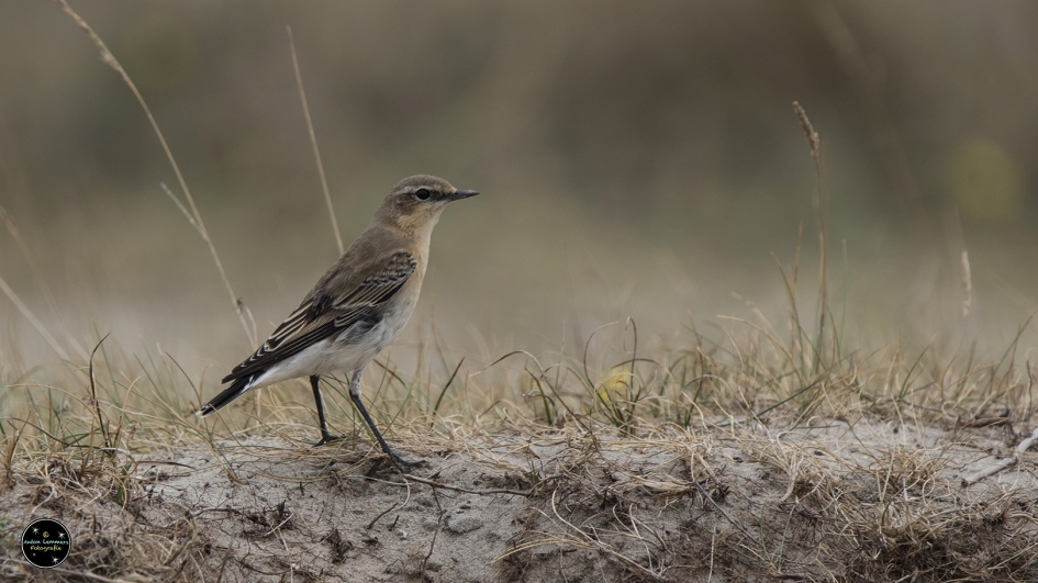 Tapuit - Vogels - tapuit
