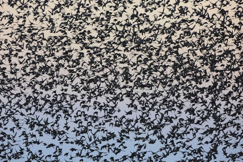 The Birds - Vogels - Spreeuw