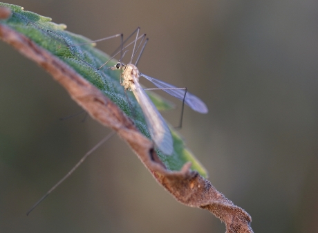 tipula spec