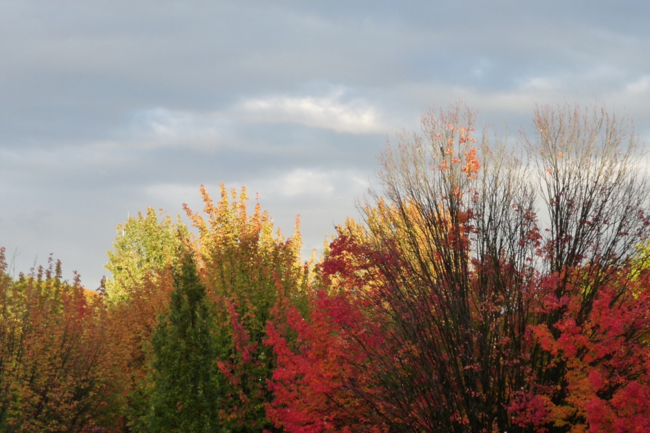 Toch nog zon... - Planten - 