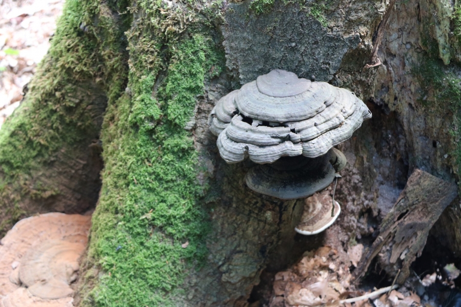 Tonderzwam - Schimmels - 