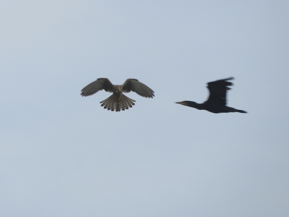 Torenvalk en aalscholver - Vogels - Torenvalk en aalscholver