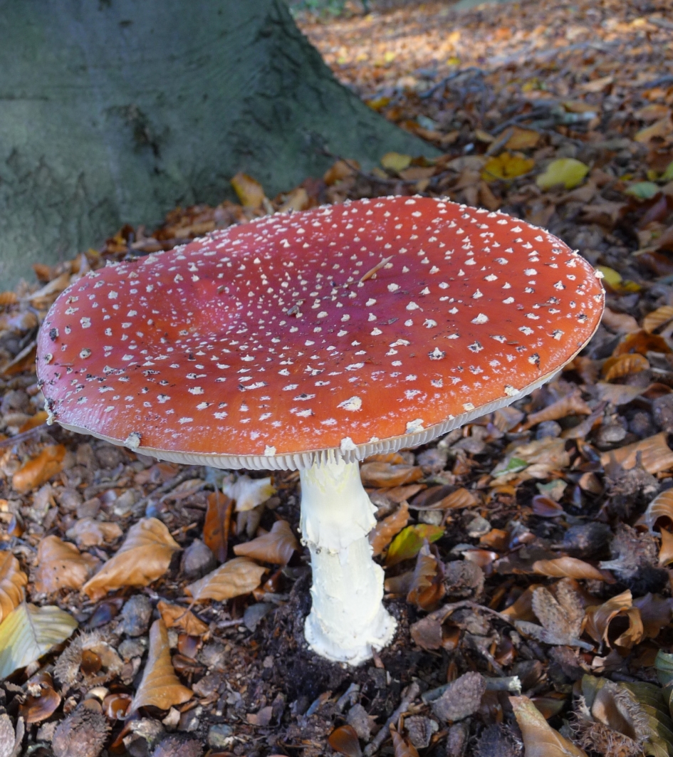 Trots.. - Schimmels - 