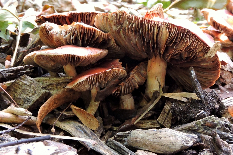 Tussen de houtsnippers - Schimmels - Oranjerode stropharia
