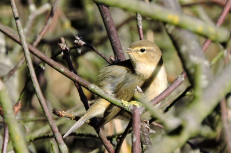 Tussen de takkenbossen