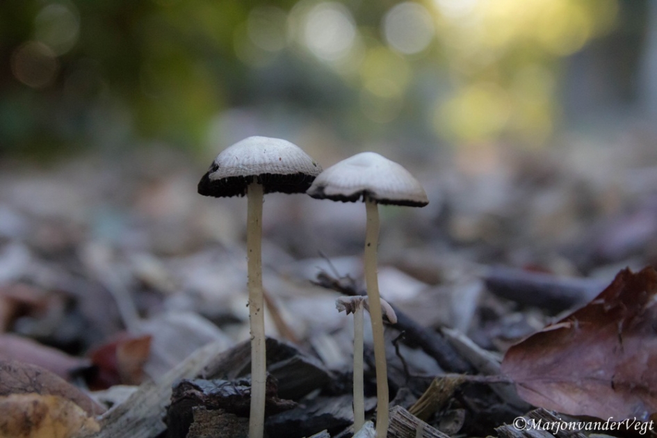 Tweeling - Schimmels - paddenstoel