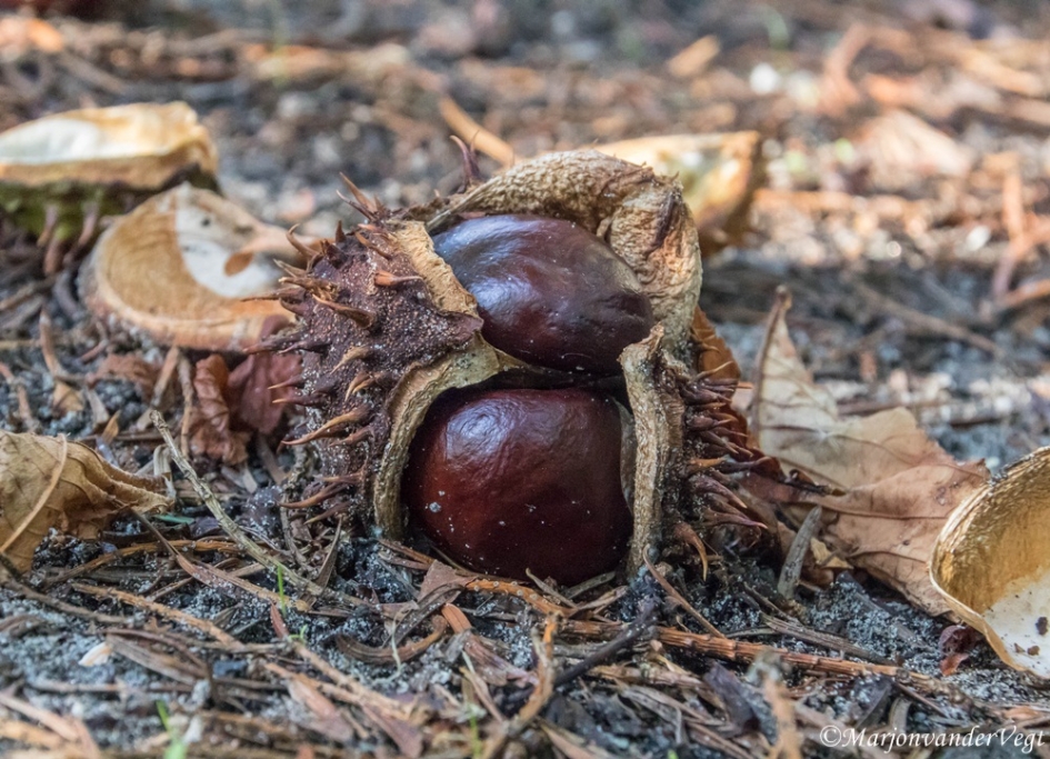 Tweeling - Planten - Kastanjes