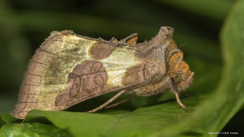 Uil - Geleedpotigen - Koperuil