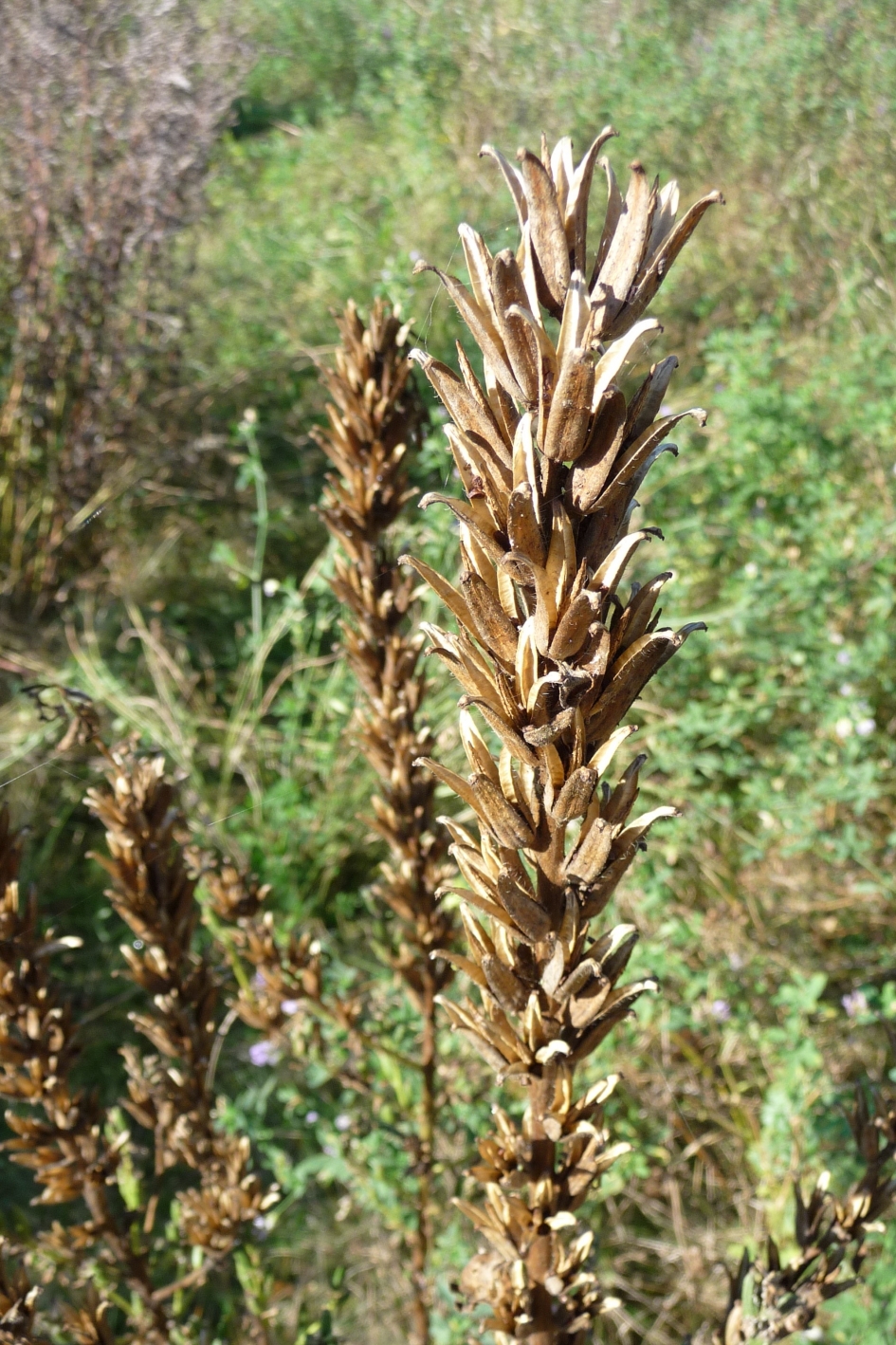 Uitgebloeid - Planten - 