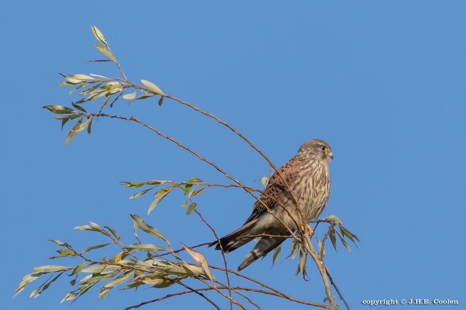 Uitwaaien - Vogels - Torenvalkje