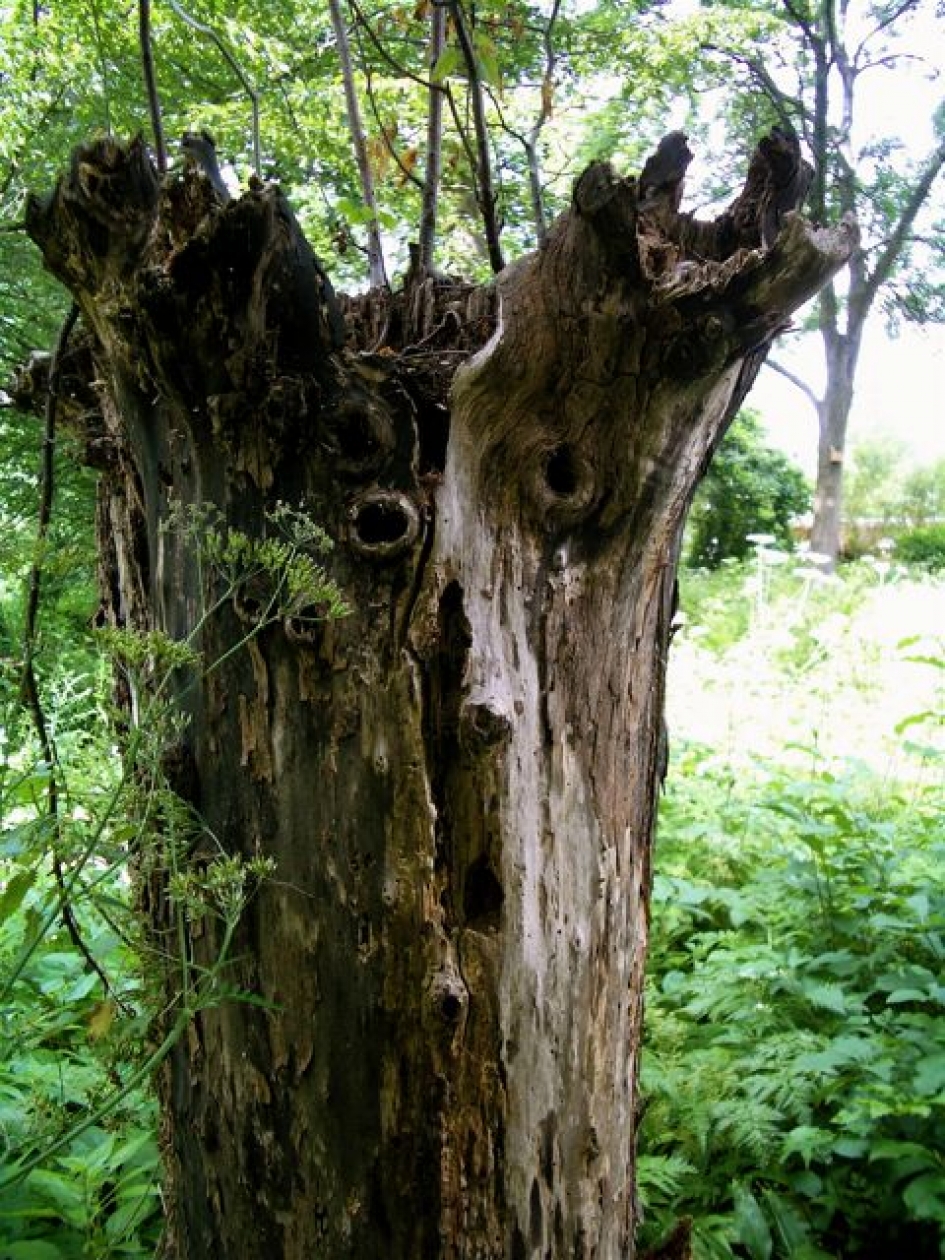 Van mij geschrokken? - Planten - Boom