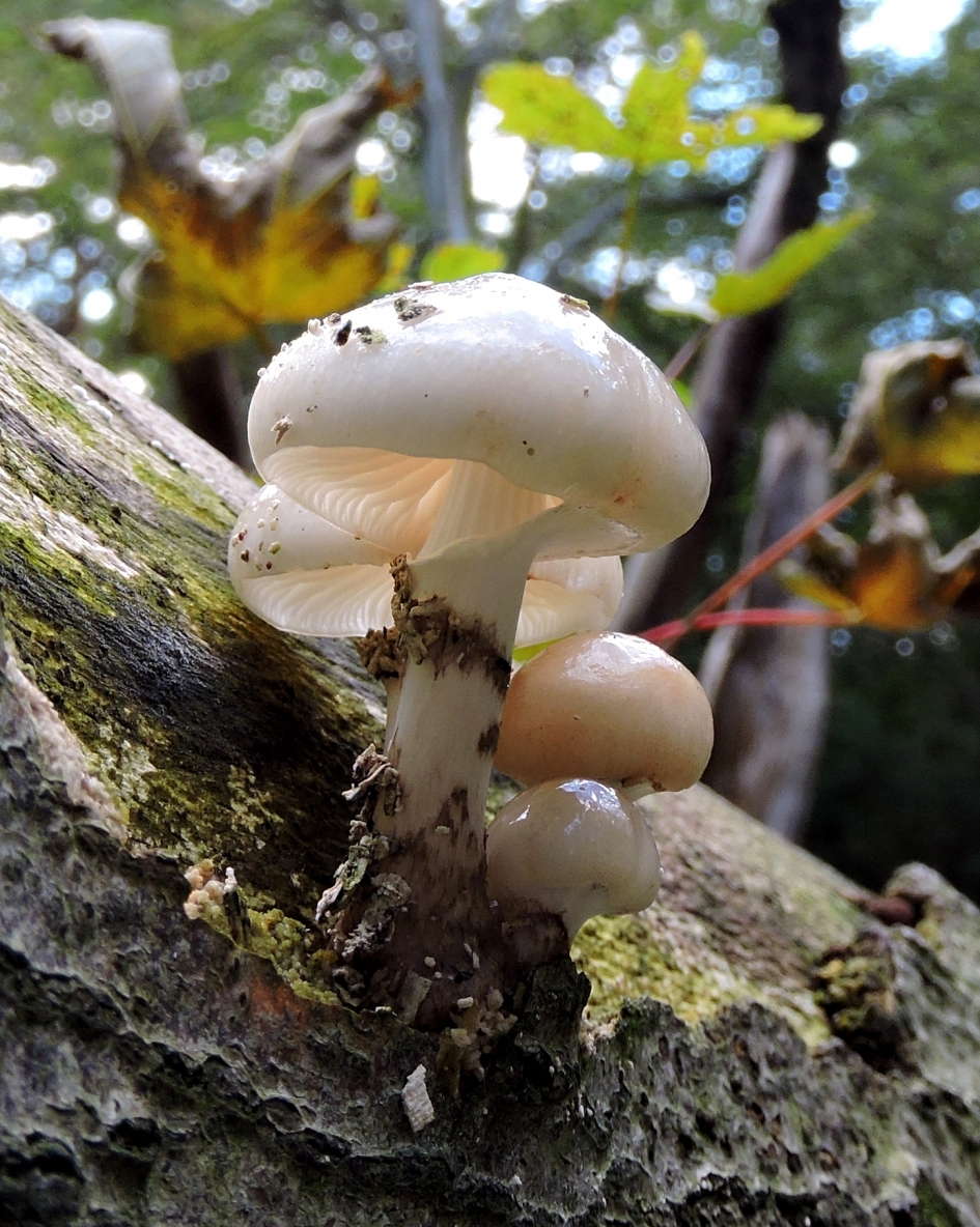 Van porselein - Schimmels - Porseleinzwam