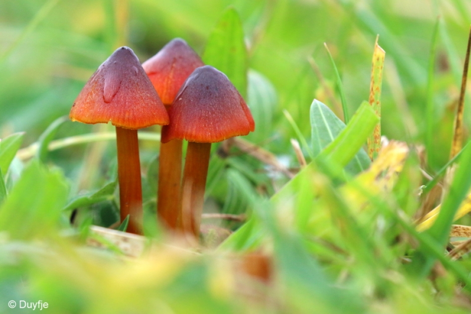 Vandaag is rood.... - Schimmels - Zwartwordende wasplaat