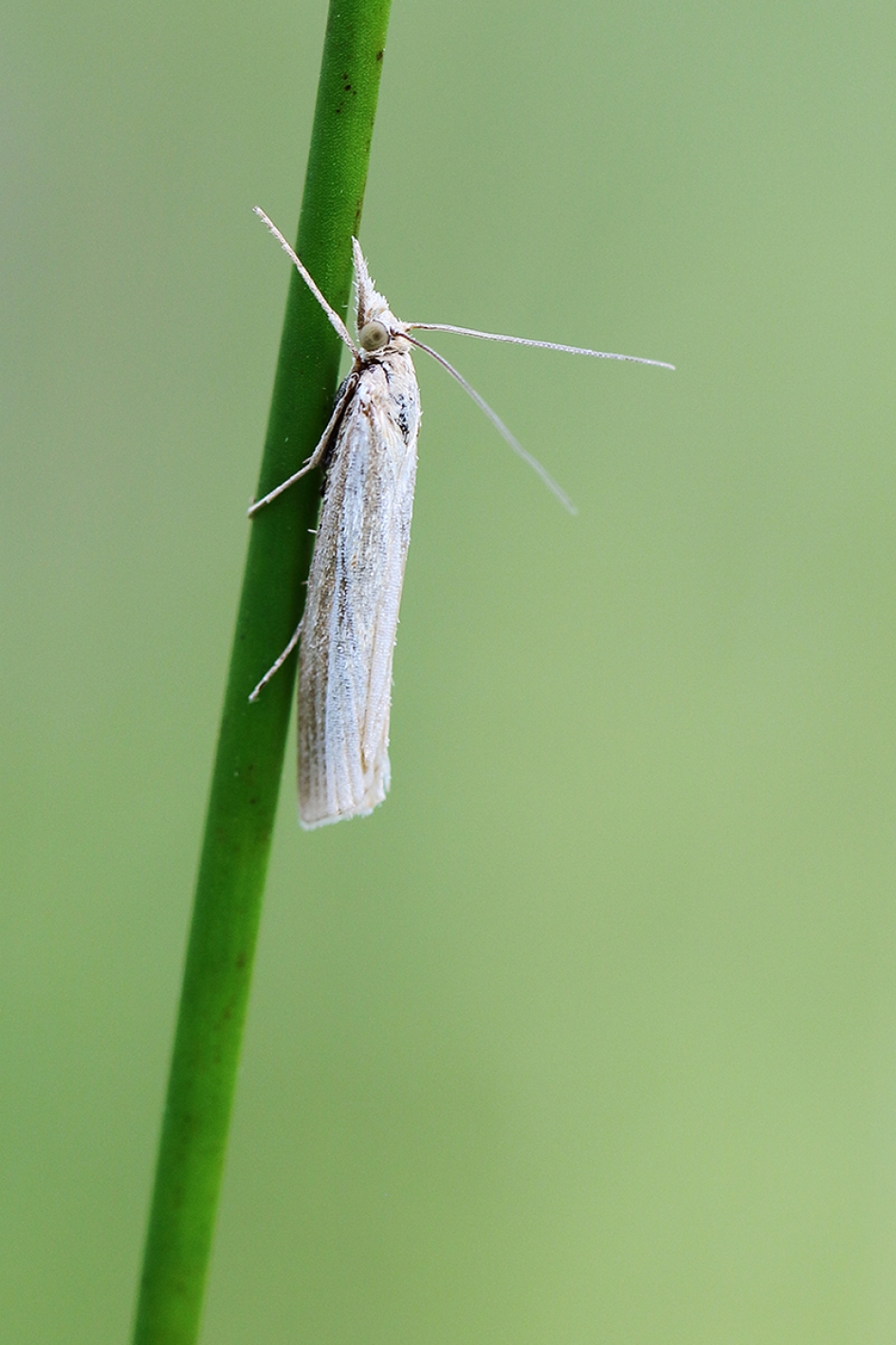 variabele grasmot - Geleedpotigen - 