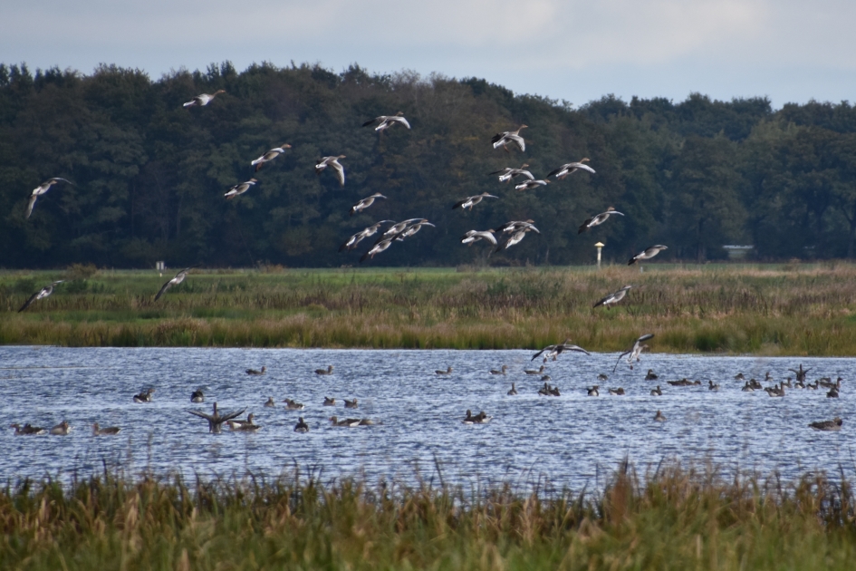 Veel ganzen - Vogels - 