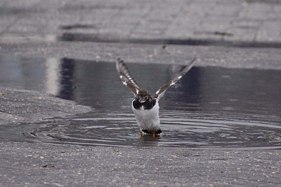 Veel gefladder - Vogels - 
