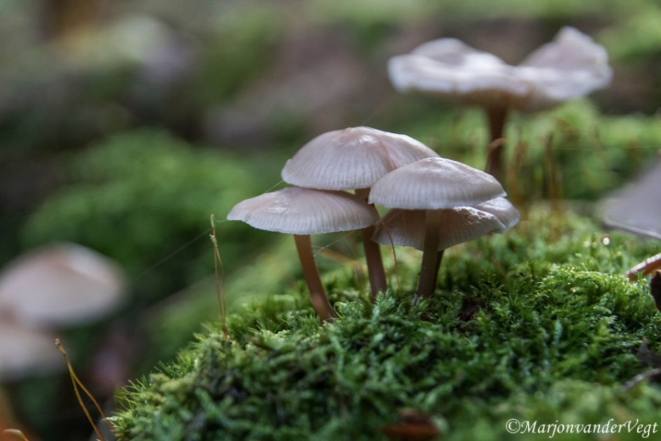 Verbonden - Schimmels - paddenstoel
