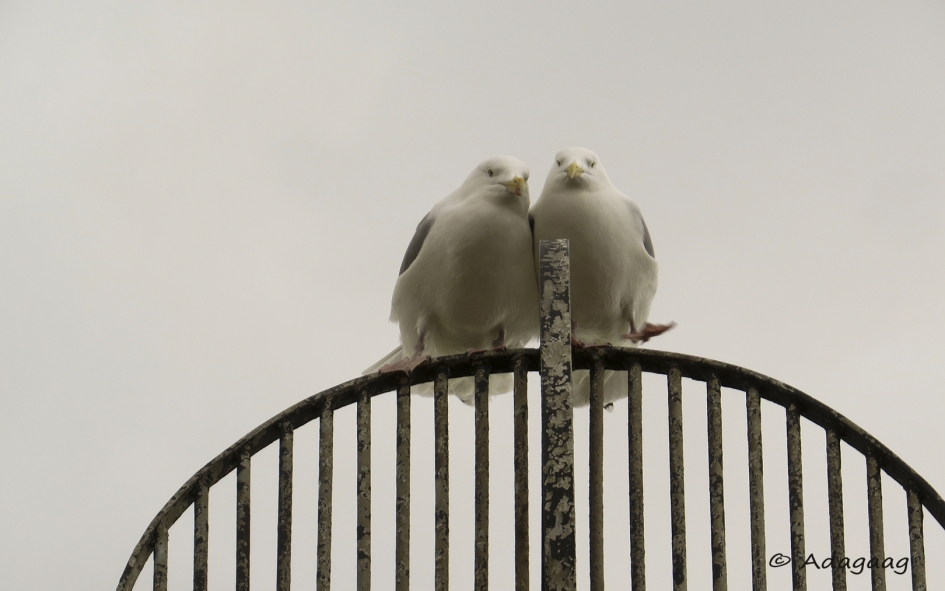 Verliefd - Vogels - meeuw
