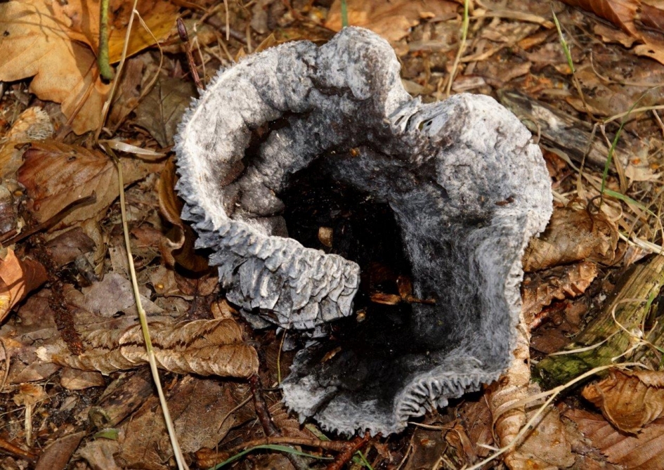 Verwelking - Schimmels - Onbekend