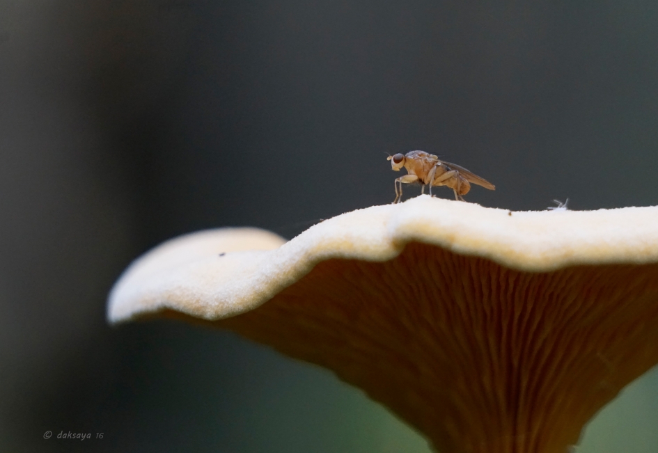 Vlieg en zwam - Schimmels - 