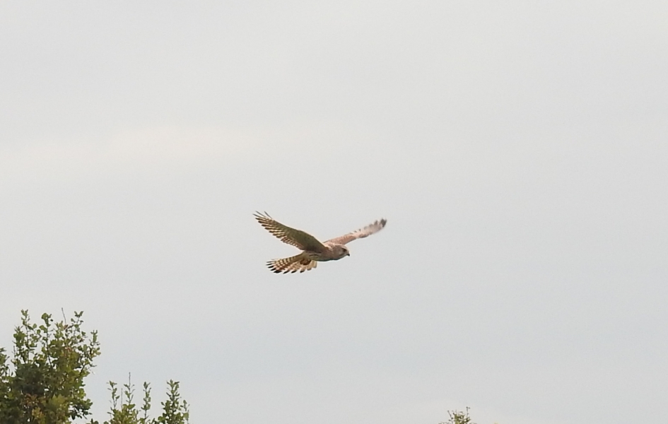 Vliegende torenvalk - Vogels - Torenvalk