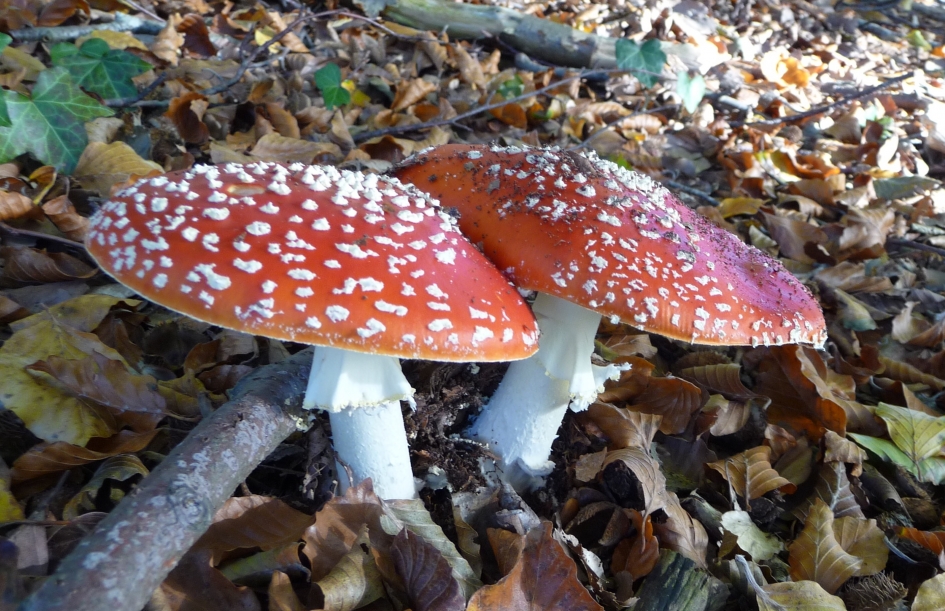 Vliegenzwam - Schimmels - 