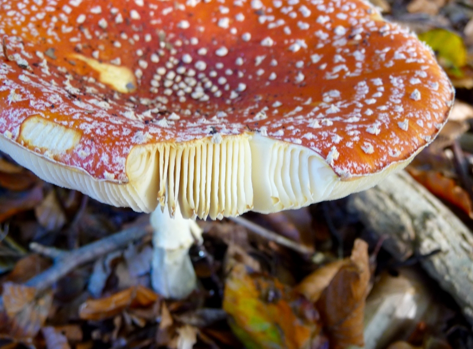 Vliegenzwam - Schimmels - 