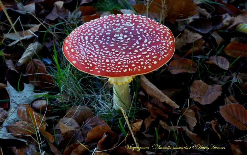 Vliegenzwam - Schimmels - Vliegenzwam