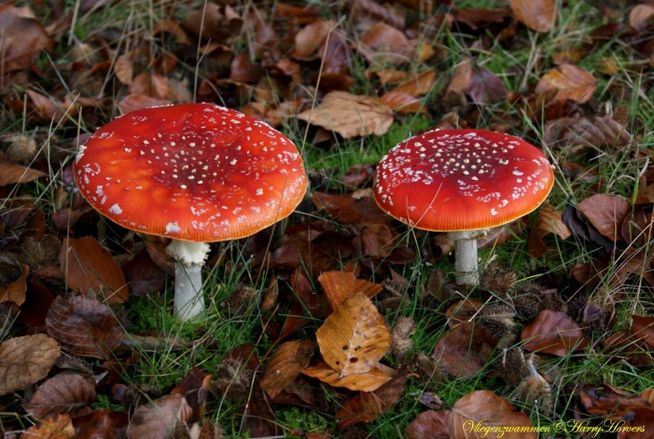 Vliegenzwammen 1 - Schimmels - Vliegenzwammen