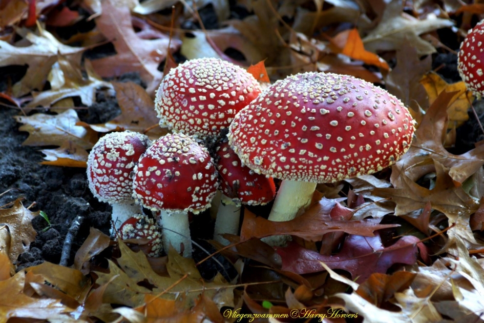 Vliegenzwammen - Schimmels - Vliegenzwammen