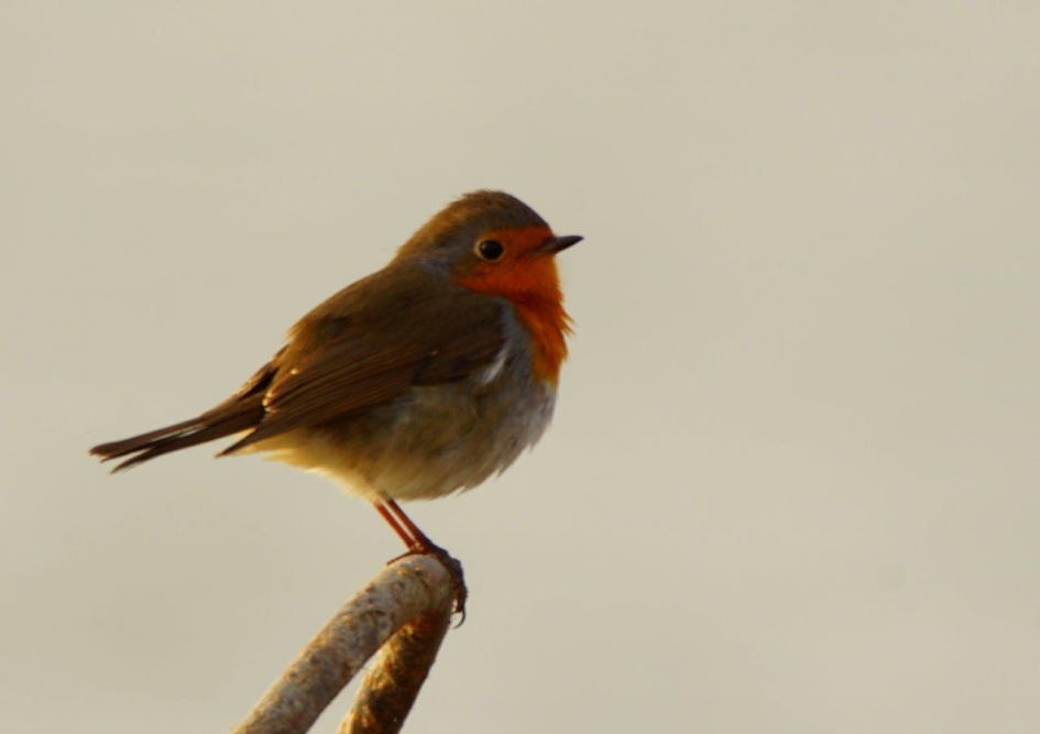 Blijft mooi - Vogels - Roodborst