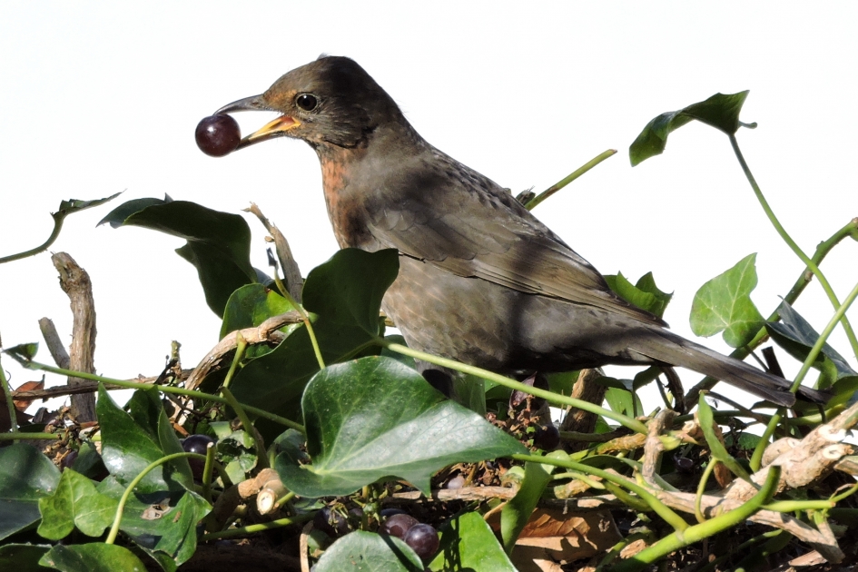 Volop druiven - Vogels - Merel