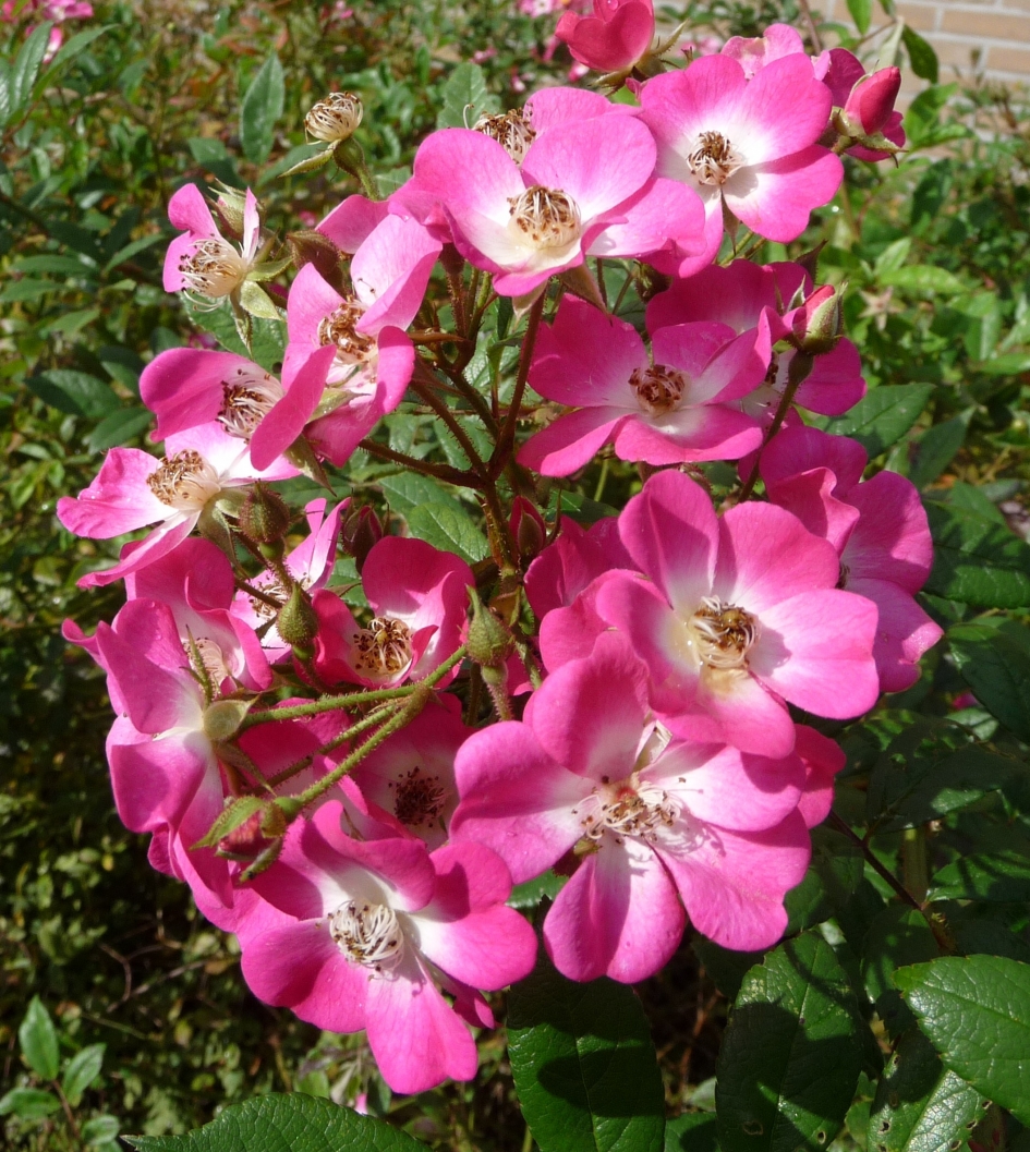 Voor Erie/Bastet - Planten - 