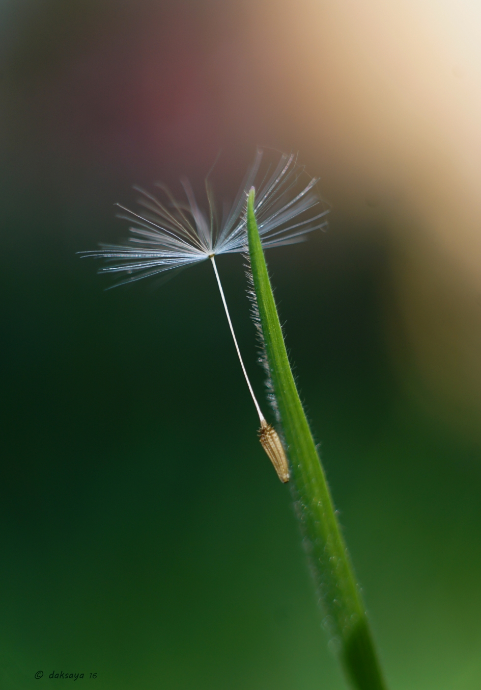 Voor Joanne - Planten - 