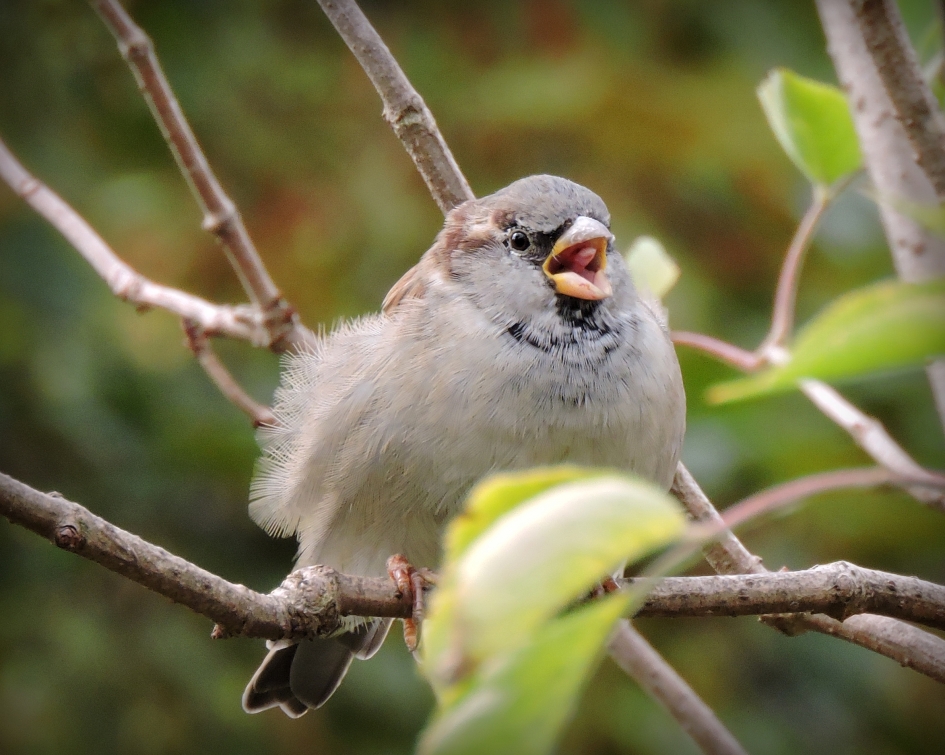 Vrolijk musje - Vogels - Huismus