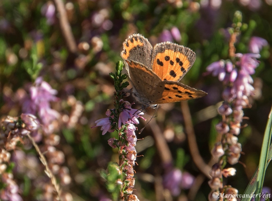 Vurige vlinder - Geleedpotigen - vuurvlinder