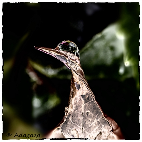 Wat is dit nou weer voor vogel?