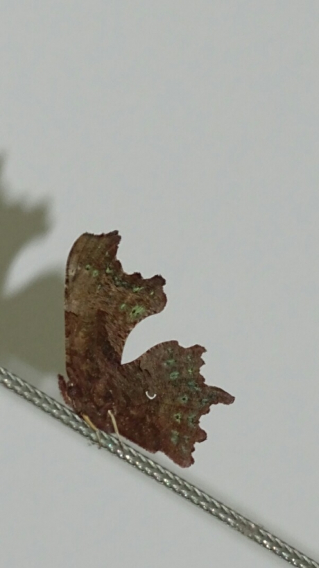 Welke (nacht)vlinder is dit