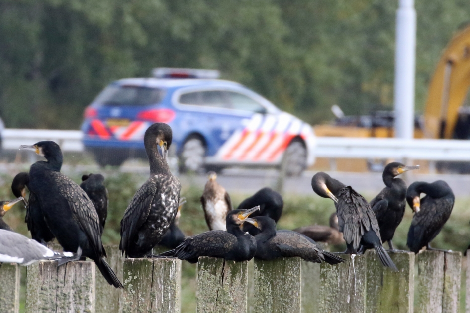 Wij weten van niets... - Vogels - 