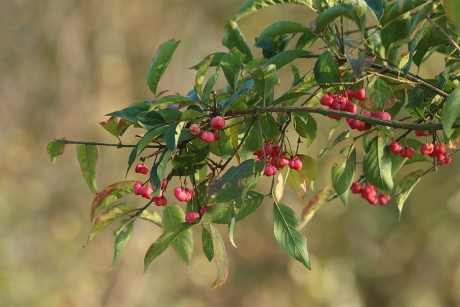 wilde kardinaalsmuts