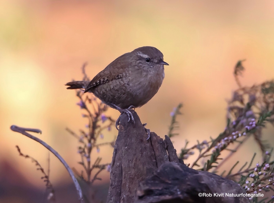 Winterkoninkje - Vogels - Winterkoning