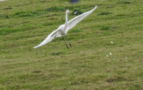 Witte reiger net voor de landing