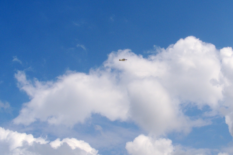 Wolkmeeuw - Overig - 