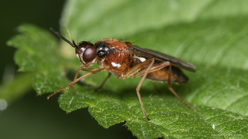 Wortelvlieg - Geleedpotigen - Wortelvlieg