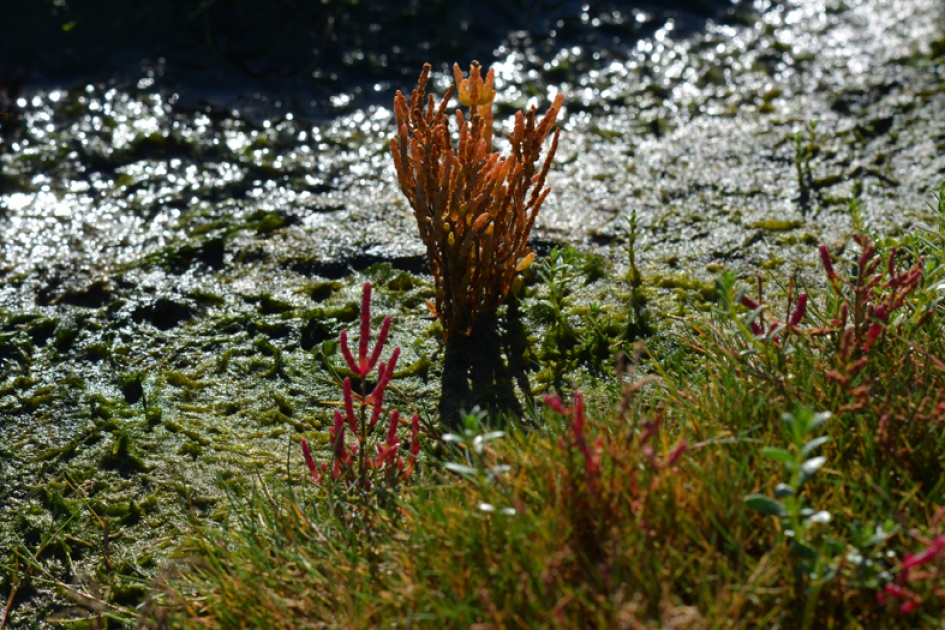 Zeekraal - Weer en landschap - 