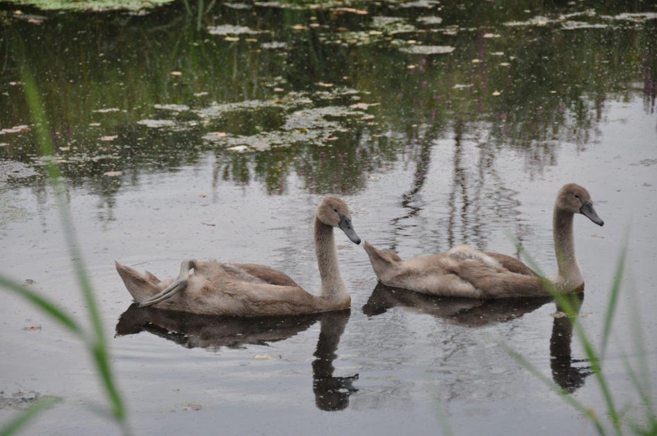 Zelfstandig worden... - Vogels - 