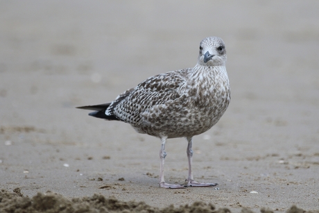 zilvermeeuw -1ste kalenderjaar-