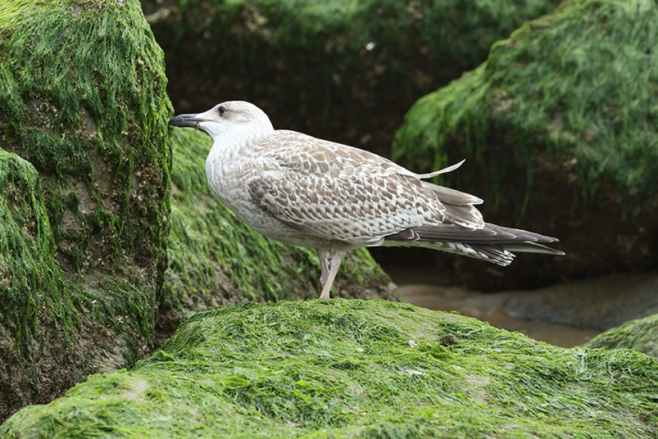 zilvermeeuw -1ste kalenderjaar- - Vogels - 