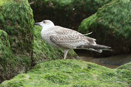 zilvermeeuw -1ste kalenderjaar-