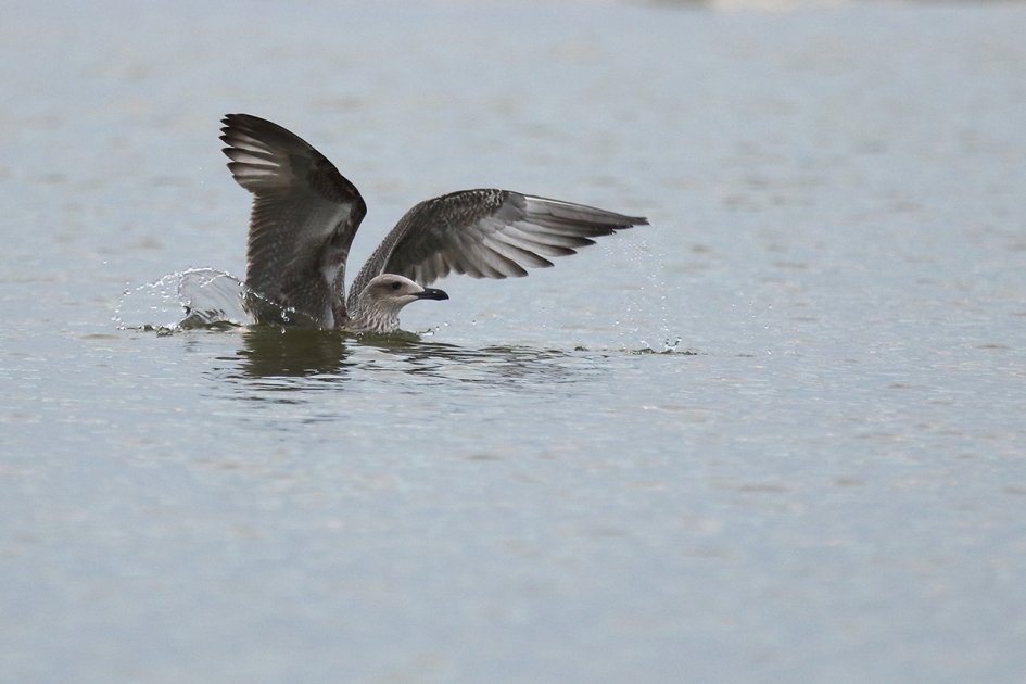 zilvermeeuw -1ste kalenderjaar- - Vogels - 